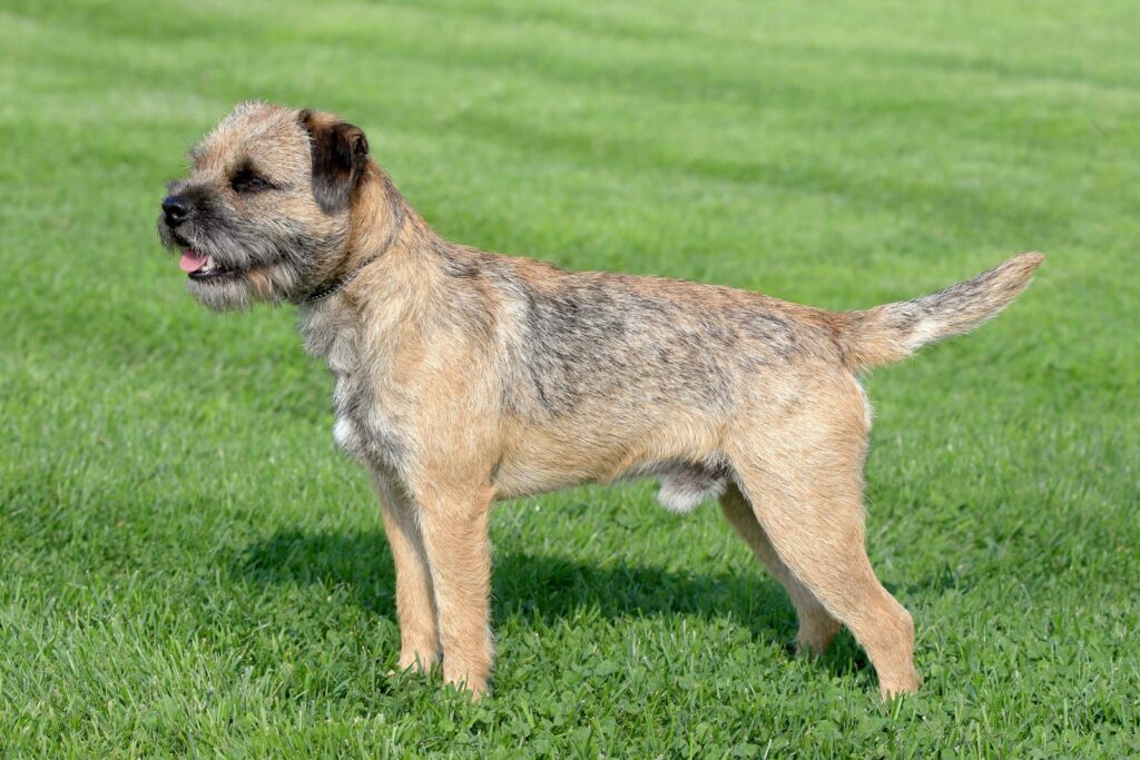 Border terrier