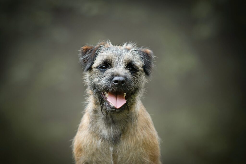 Border terrier