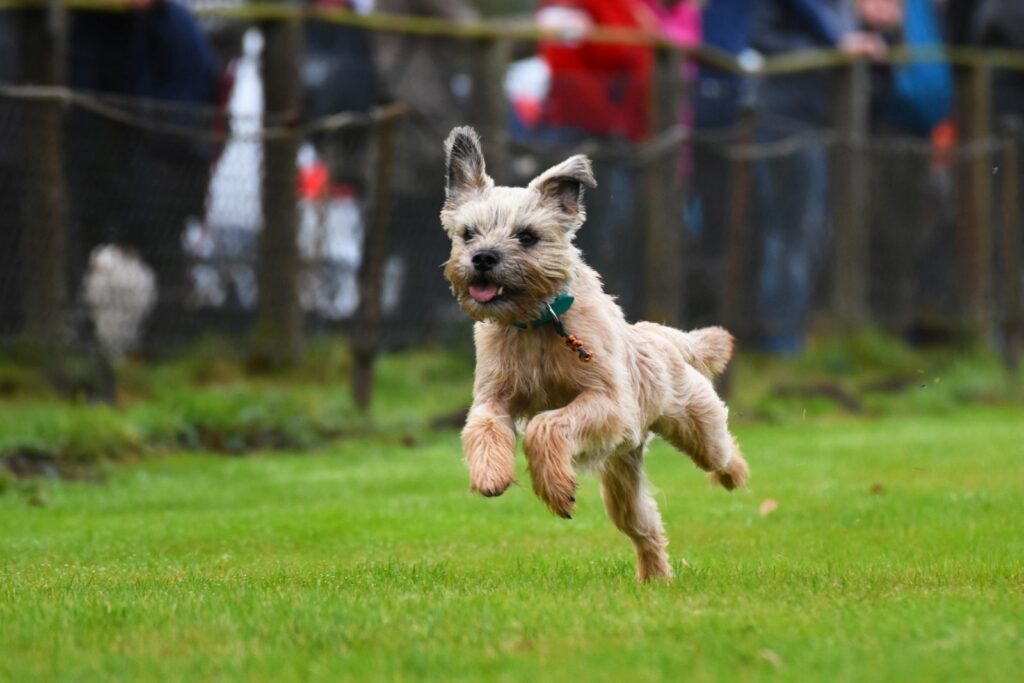 Border terrier