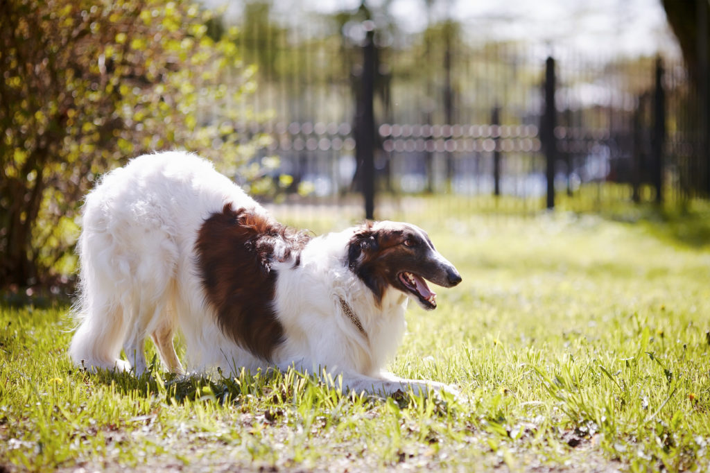 Borzoi