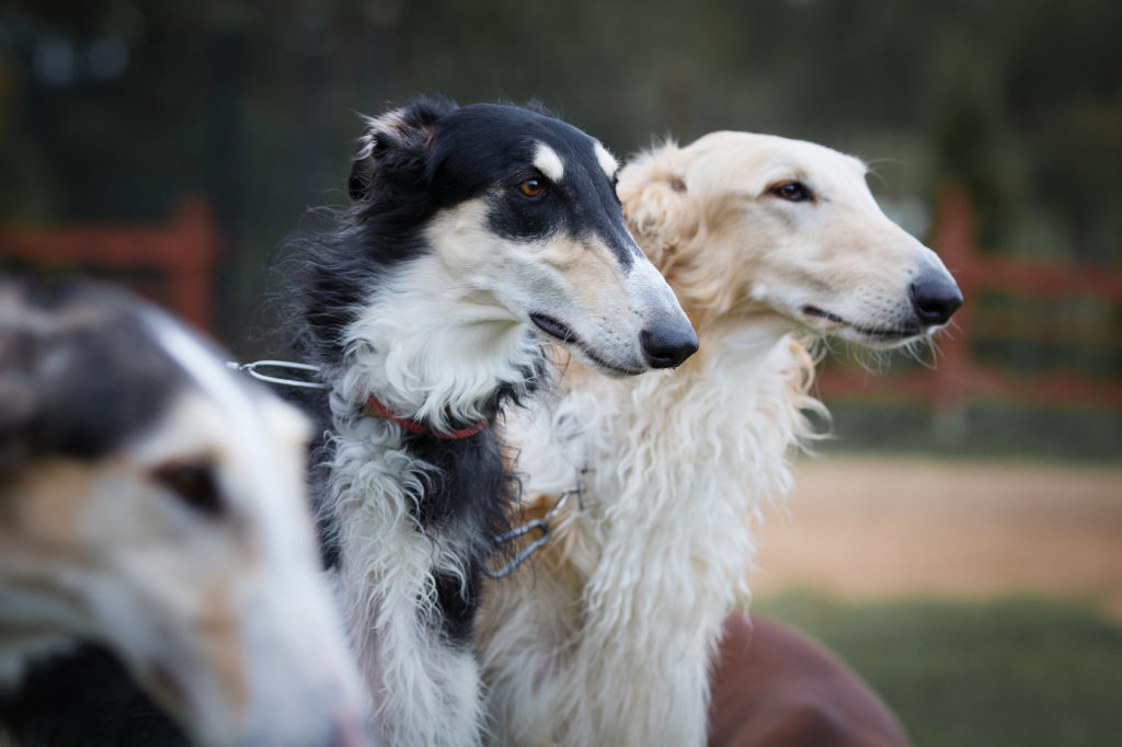 Borzoi