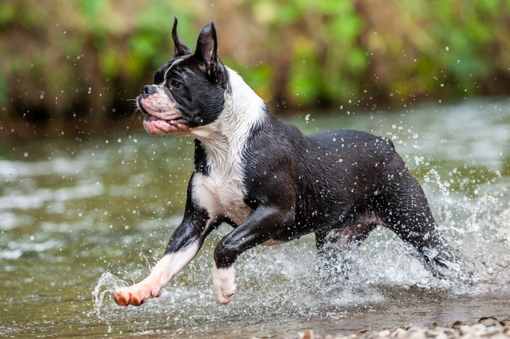 Bulldog continental