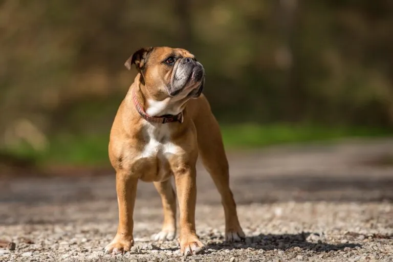 Bulldog continental