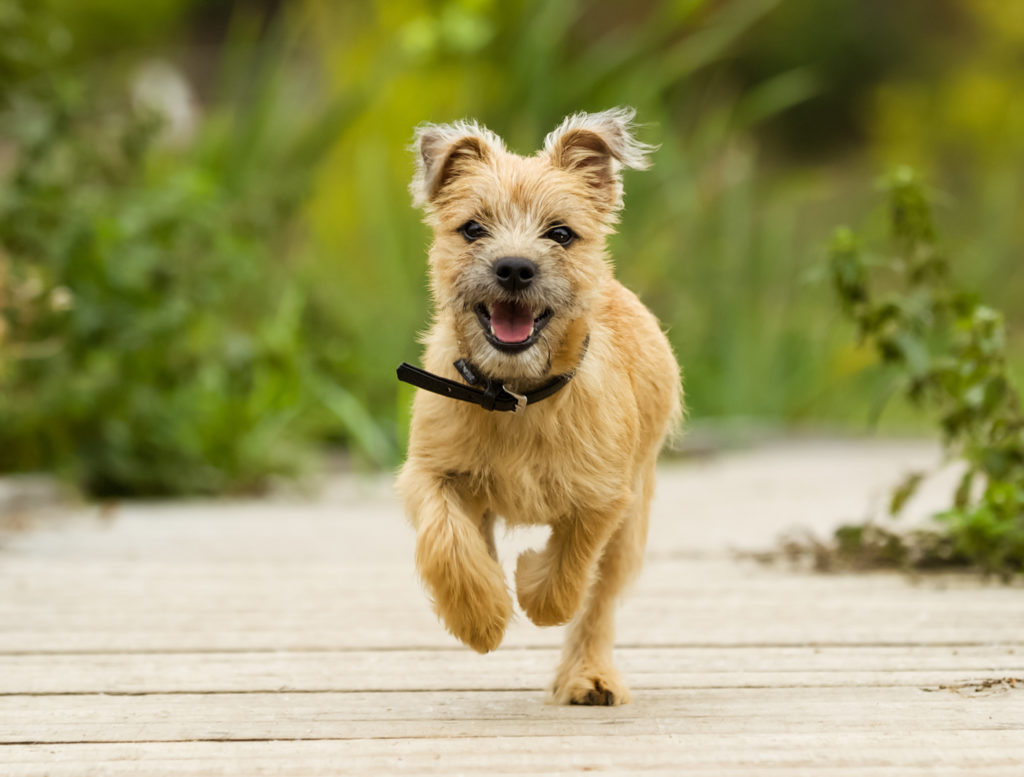 Cairn terrier