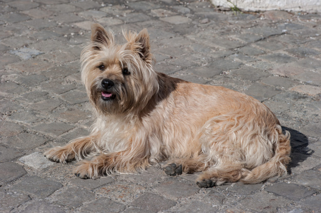 Cairn terrier