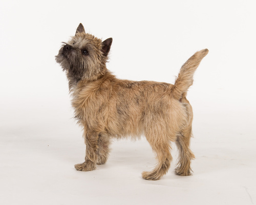 Cairn terrier