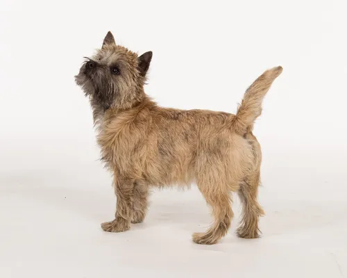 Cairn terrier
