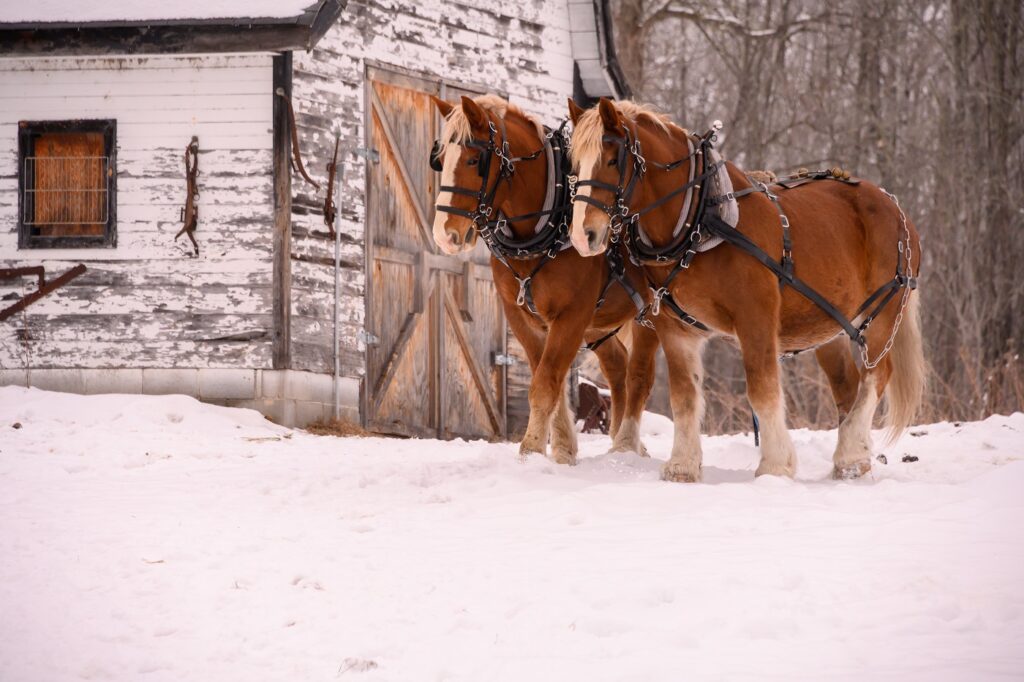 Clydesdale