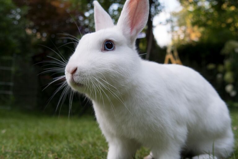 Conejo polaco