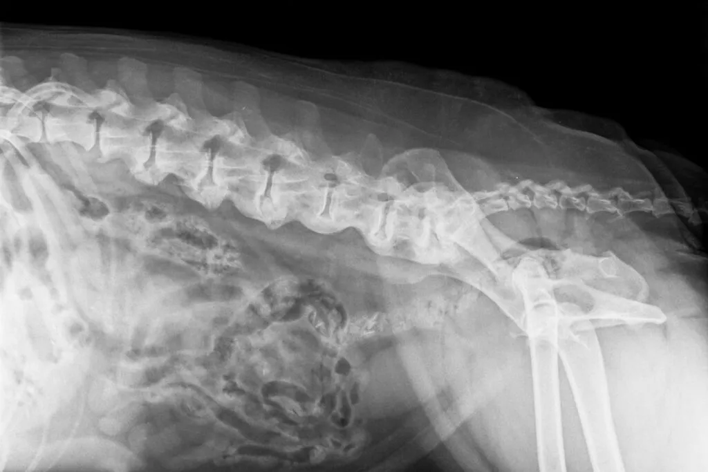 Espondilosis en perros