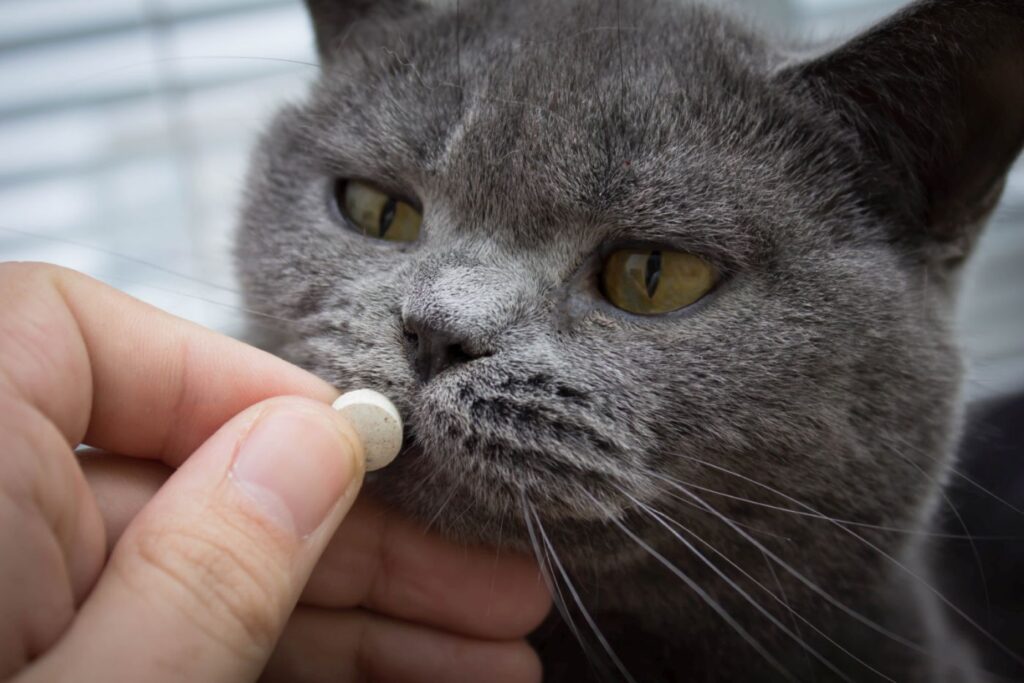 Hipotiroidismo en gatos