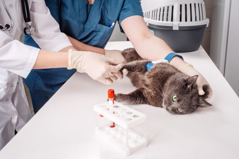 Hipotiroidismo en gatos Hipotiroidismo en gatos