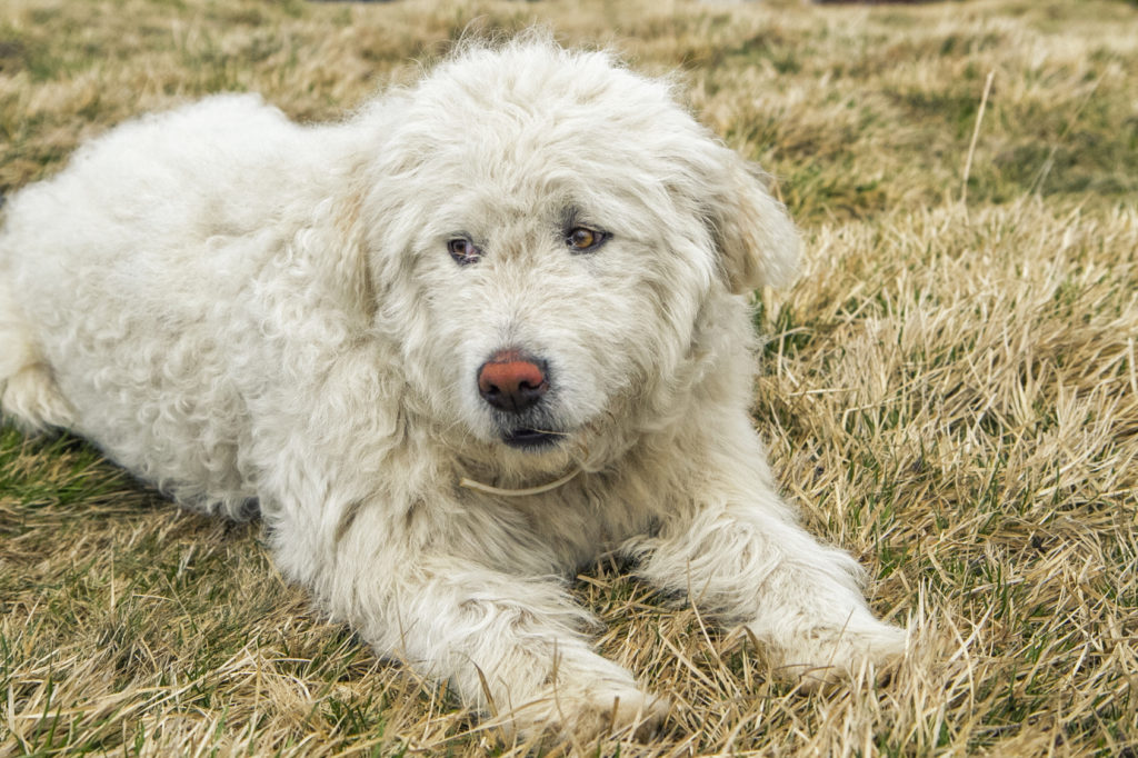 Komondor