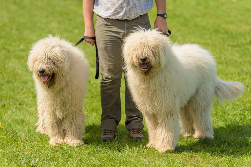 Komondor