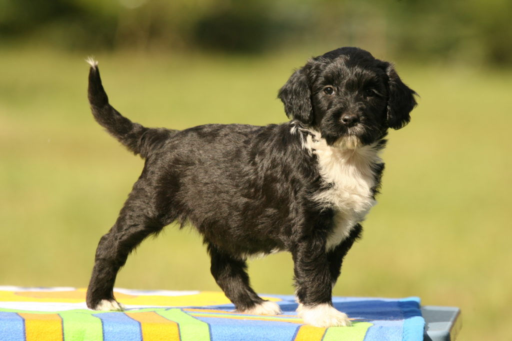 Perro de agua portugués