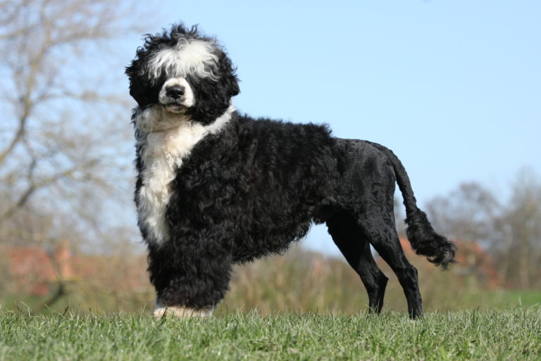 Perro de agua portugués