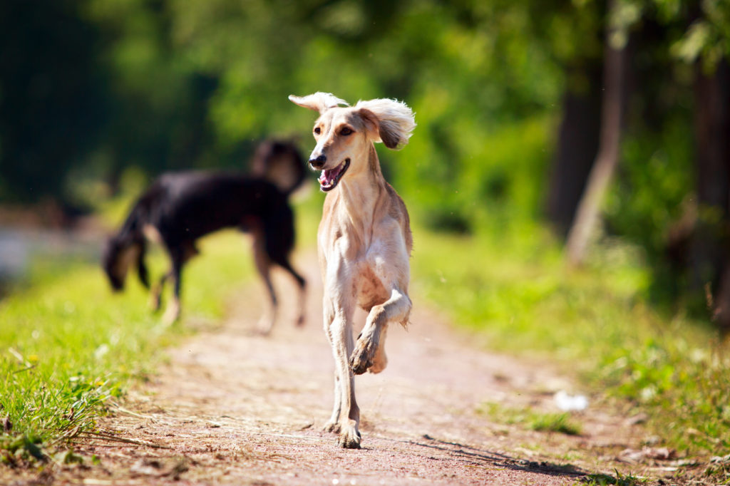 Saluki 1 Saluki