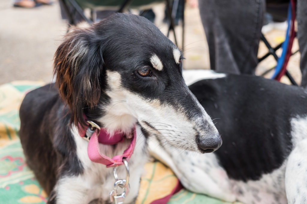 Saluki 3 Saluki