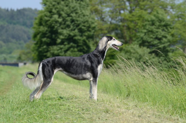 Saluki Saluki