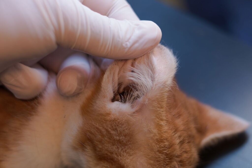 Síndrome vestibular en gatos