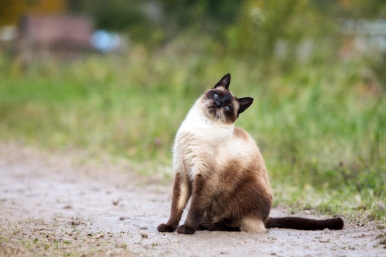 Síndrome vestibular en gatos