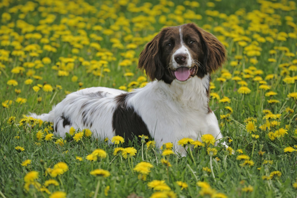 Springer spaniel inglés