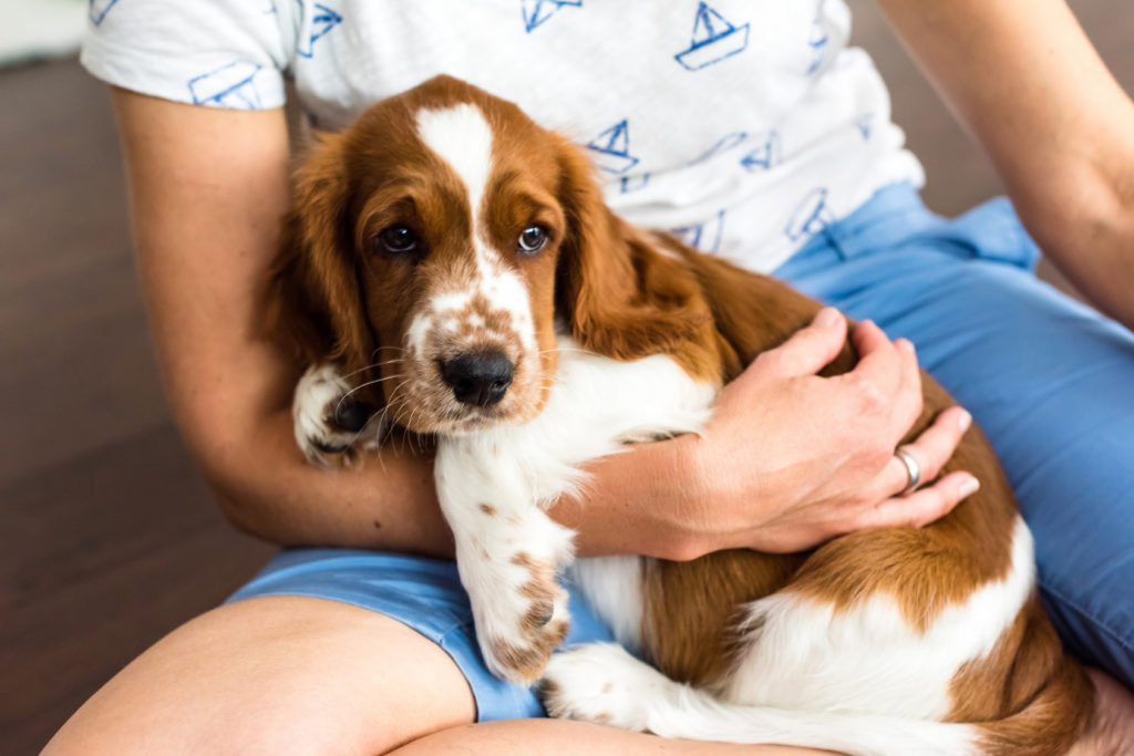 Springer spaniel inglés