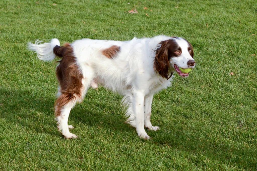 Springer spaniel inglés