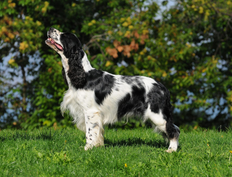 Springer spaniel inglés