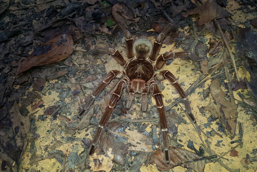 Tarántula Goliat (Theraphosa blondi)