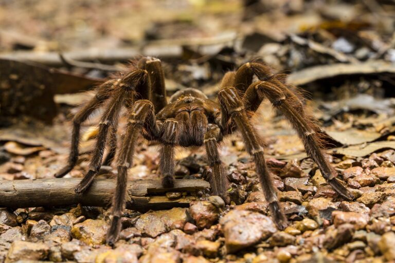 Tarántula Goliat (Theraphosa blondi)