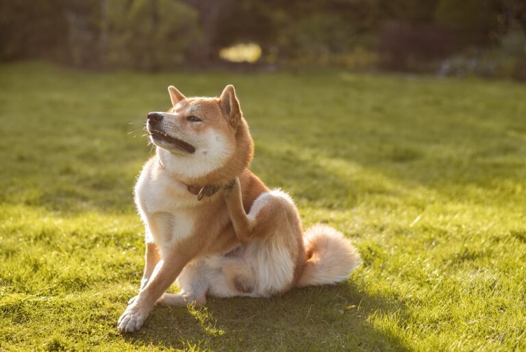 Alergia a las pulgas en perros