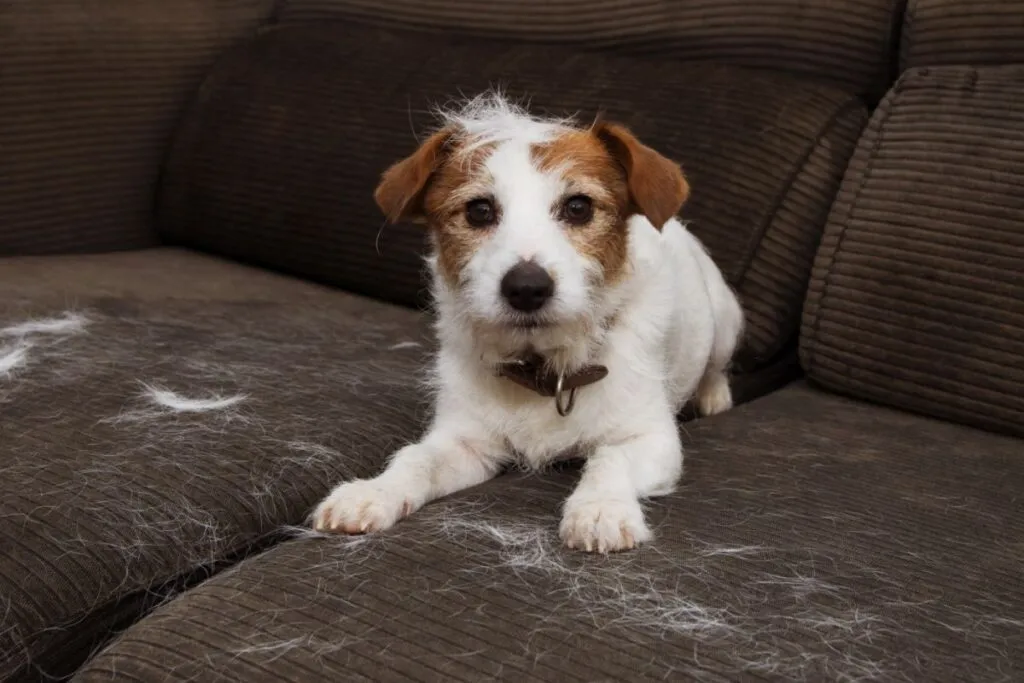 Alergia a los perros