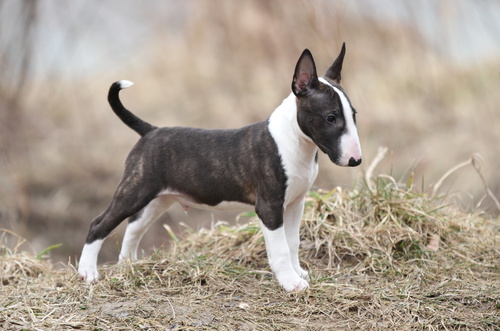 Bull terrier mini