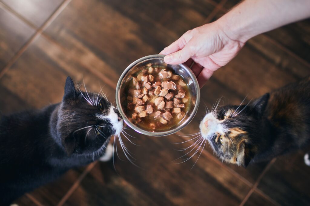 Cuidador de gatos