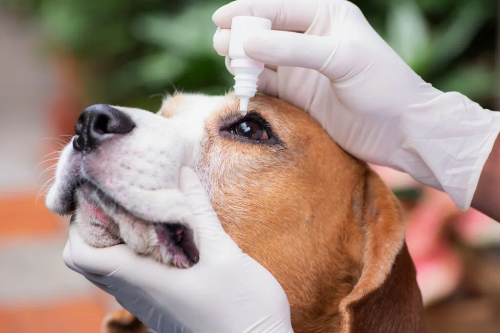 Glaucoma en perros