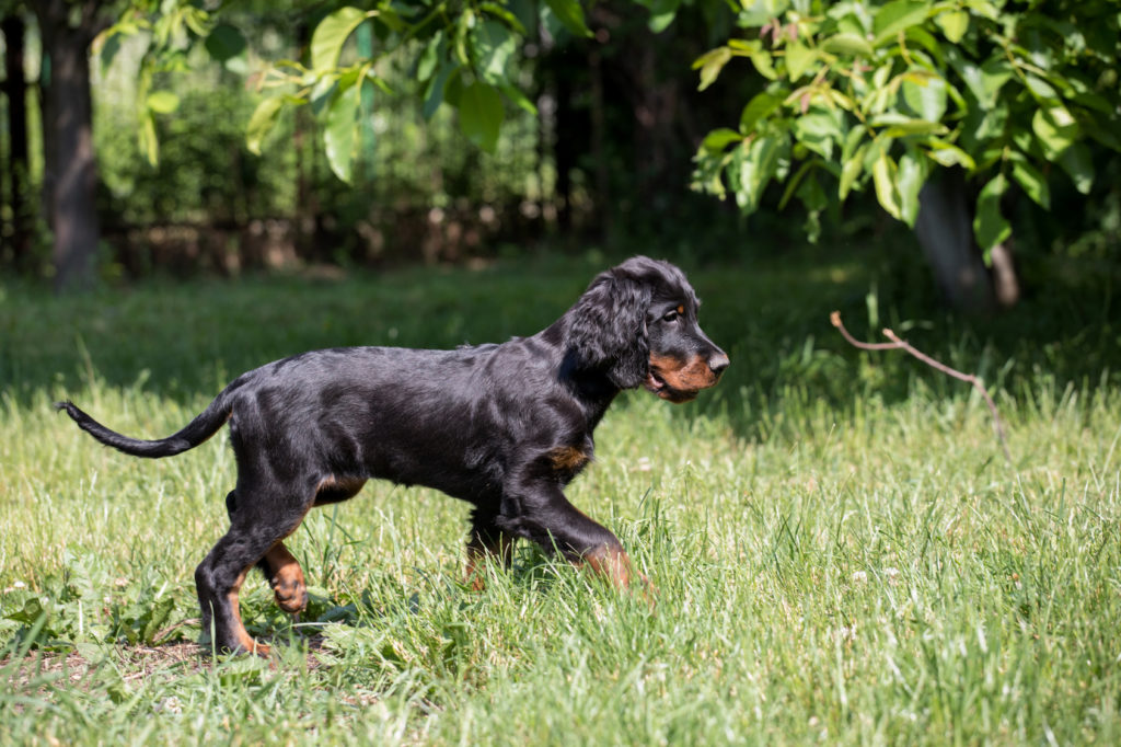 Gordon setter