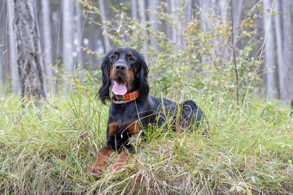 Gordon setter