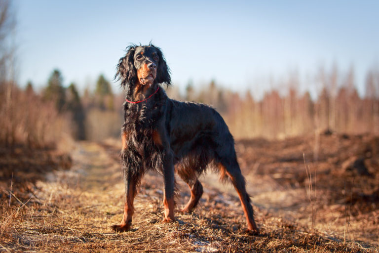 Gordon setter