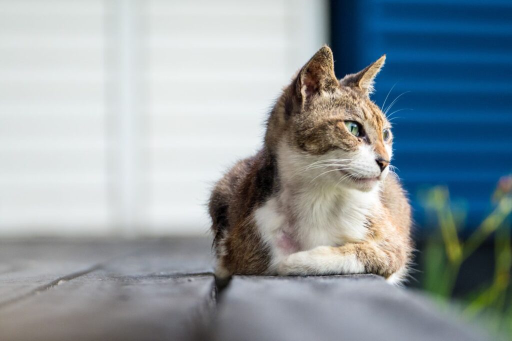 Hipertiroidismo en gatos