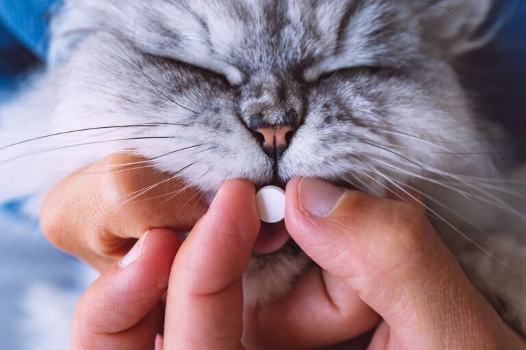 Hipertiroidismo en gatos