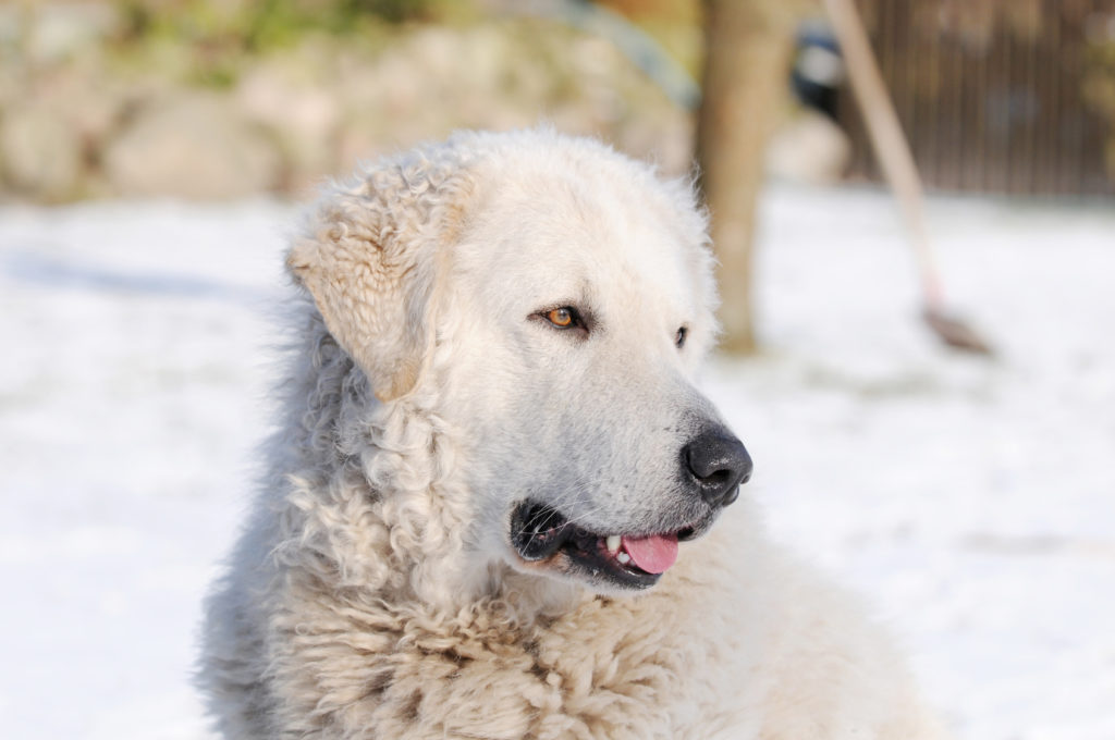 Kuvasz