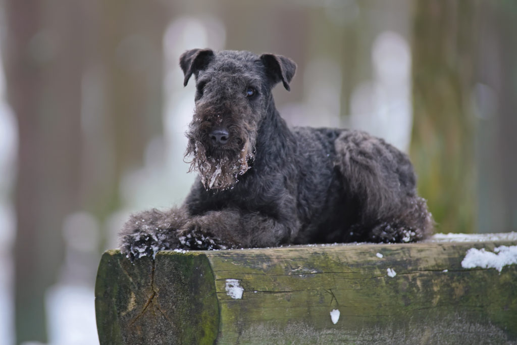 Lakeland terrier