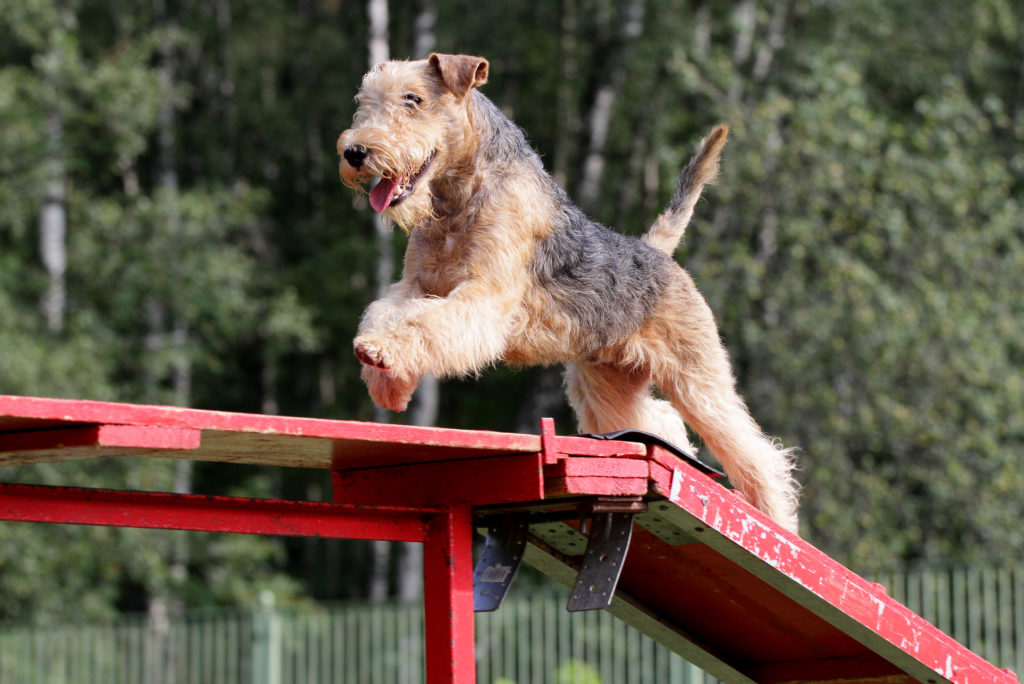 Lakeland terrier