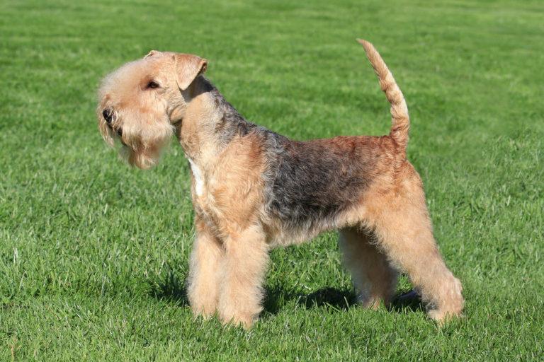 Lakeland terrier