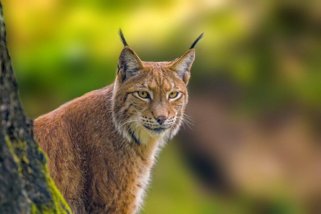 Lince