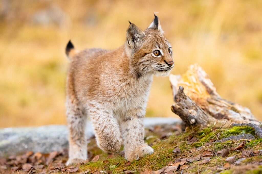 Lince