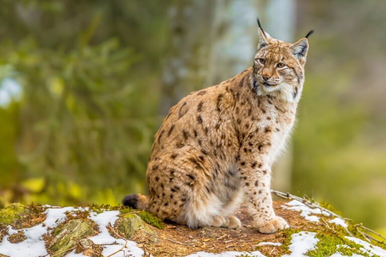 Lince