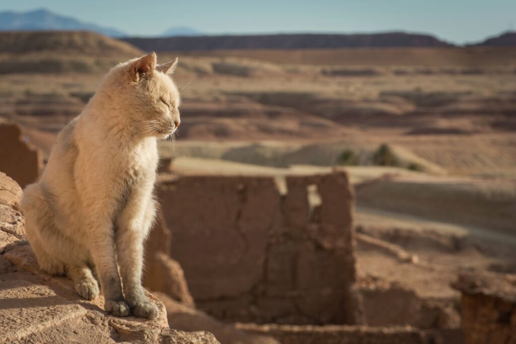 Los gatos eran animales del desierto