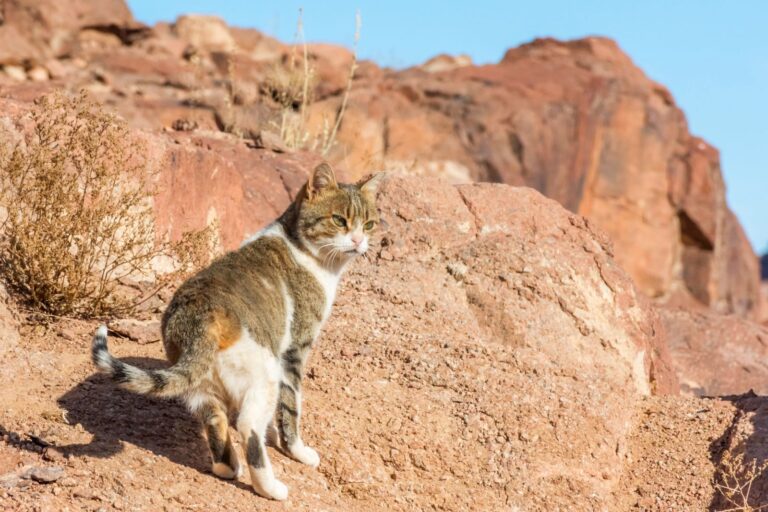 Los gatos eran animales del desierto